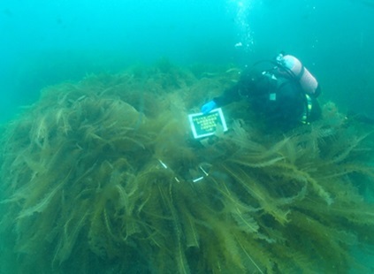写真、海中に生える海藻