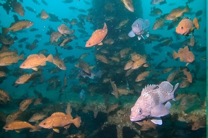 写真、海中を泳ぐ多数の魚