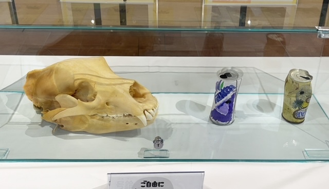 ヒグマの頭骨 / ヒグマが噛んだ空き缶の痕跡